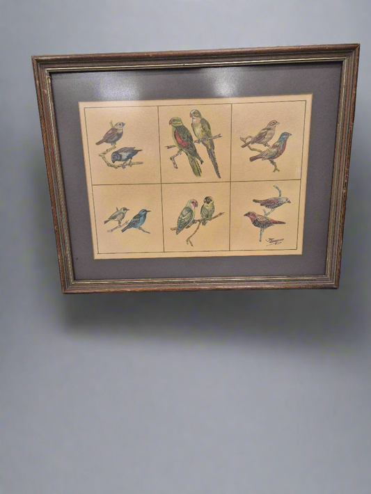 Medium beech Framed bird illustration  4124